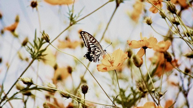 微软神奇玻璃登上Nature，能将200万本书存储1万年_数据_Silica_技术